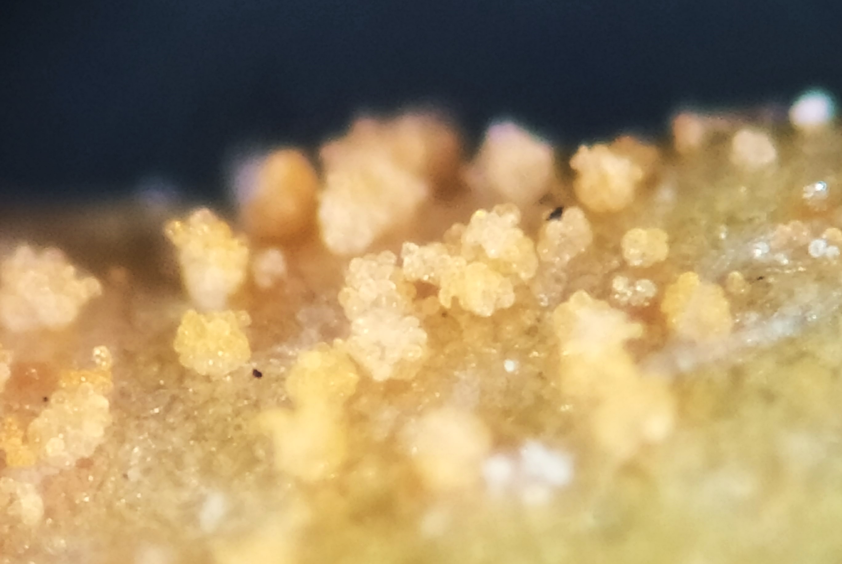 <p><b>Pústulas de Hemileia vastatrix com produção de grande quantidade de urediniosporos vistas ao microscópio estereoscópico.</b></p><p>Autor: Ricardo José Domingues</p>